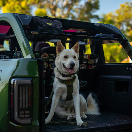 Roof Shelf - FORD Bronco 6G 4 - Door - Bison Gear